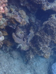 Diodon hystrix