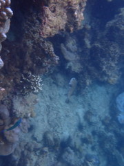 Diodon hystrix