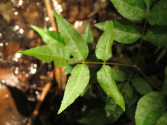 Astronium graveolens