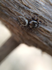 Metaphidippus chera