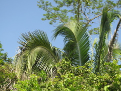 Attalea butyracea