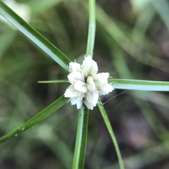 Cyperus niveus