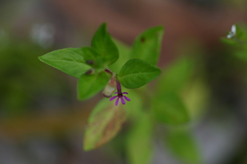 Cuphea carthagenensis observed 2004-06-13