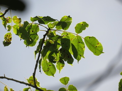 Astronium graveolens