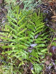 Blechnum minus