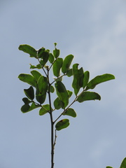 Zanthoxylum rigidum