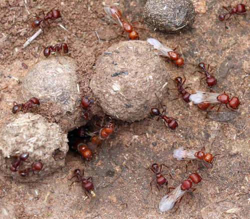 Red harvester ant