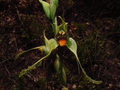 Bipinnula volkmannii