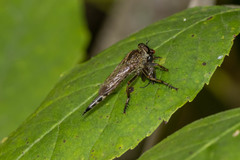 Machimus snowii