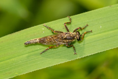 Machimus snowii