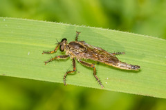 Machimus snowii