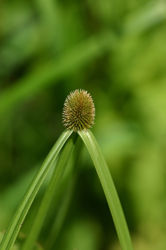 Cyperus brevifolius observed 2004-06-13