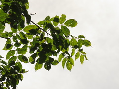 Astronium graveolens