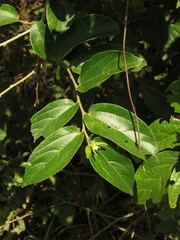 Celtis iguanaea