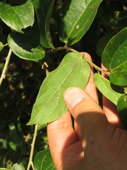 Celtis iguanaea