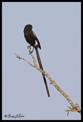 Lanius melanoleucus