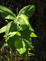 Triplaris americana