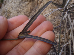 Passiflora mexicana