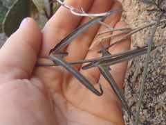 Passiflora mexicana