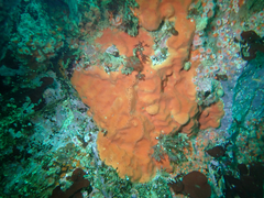 Dragmacidon mexicanum