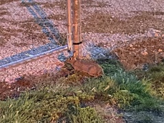 Sylvilagus floridanus