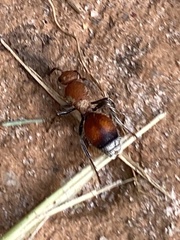 Dasymutilla ursus