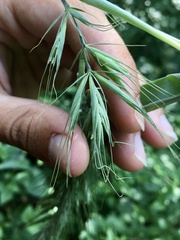Elymus wiegandii