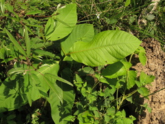 Triplaris americana