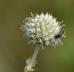 Hylaeus modestus