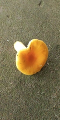 Russula flavida