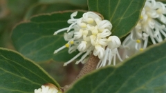 Hakea ferruginea