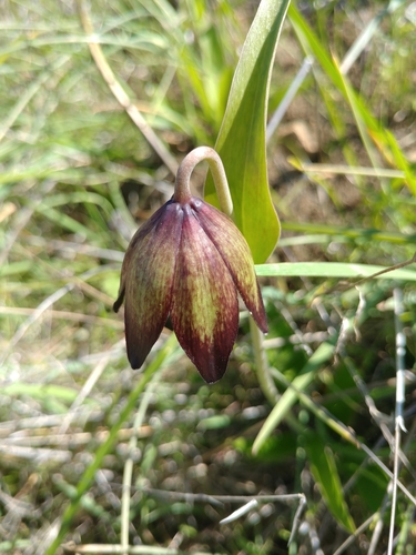 iNaturalist observation photo of Chocolate Lily