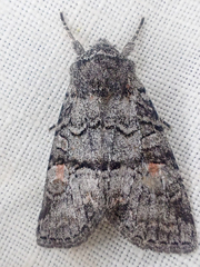 Brachylomia cascadia