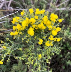 Acacia spinescens