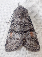 Brachylomia cascadia