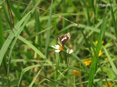 Castilia