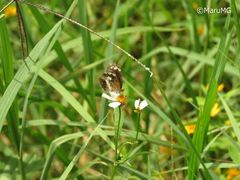 Castilia