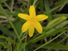 Hypoxis hirsuta