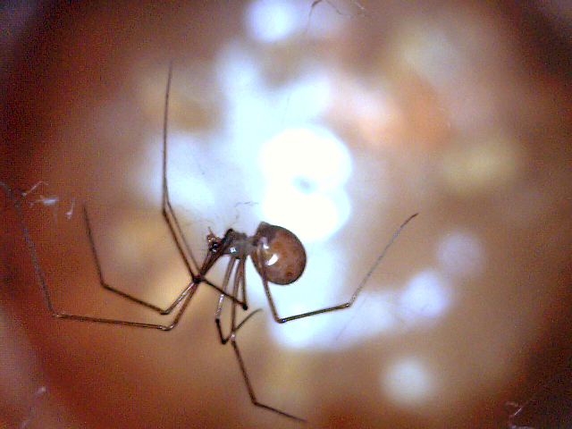 Modisimus sp. (Spiders of Montserrat) · iNaturalist