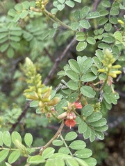 Indigofera fruticosa