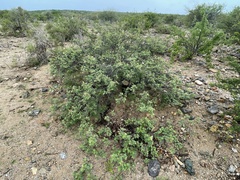 Indigofera fruticosa