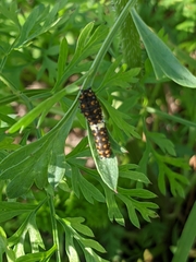 Papilio polyxenes