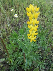 Lupinus luteus