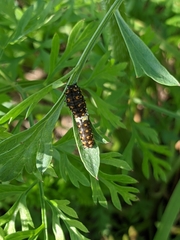 Papilio polyxenes