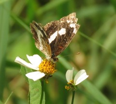 Castilia