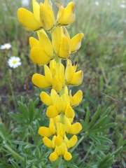 Lupinus luteus