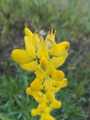 Lupinus luteus