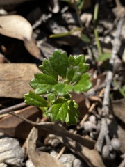 Xanthosia tridentata
