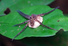 Heteropoda amphora