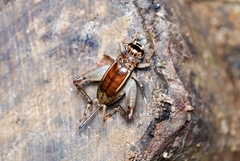 Velarifictorus aspersus